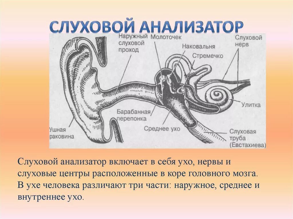 Строение слухового анализатора человека. Периферический отдел слухового анализатора расположение. Строение части слухового анализатора. Слуховой анализатор строение уха.