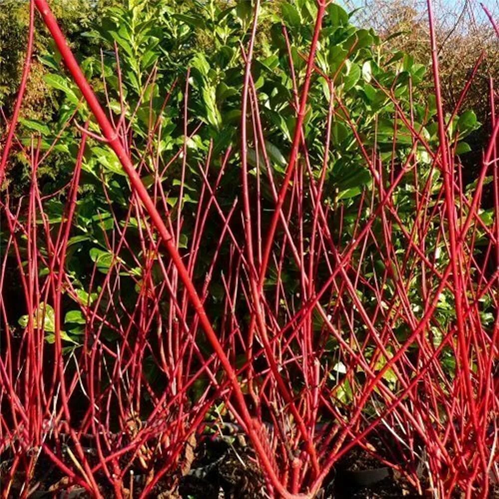 Дерен Вестонбирт. Дерен белый (Cornus Alba `Westonbirt`). Дерен белый Кессельринги. Дерен красный купить