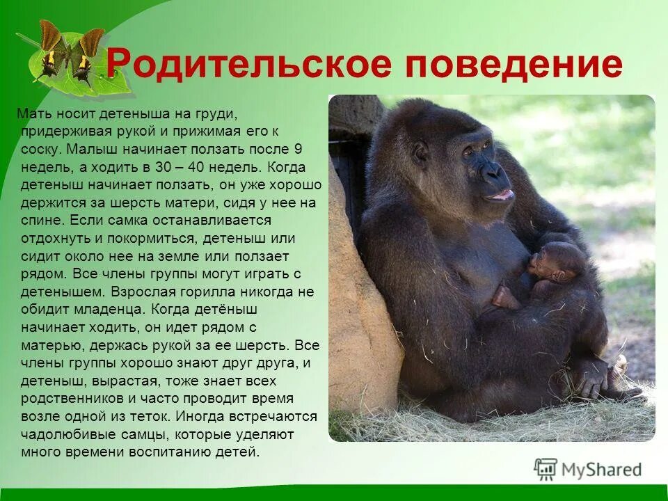 Горилла общая характеристика. Где живут гориллы материк. Горилла ареал. Где обитают гориллы. На каком материке обитает горилла.