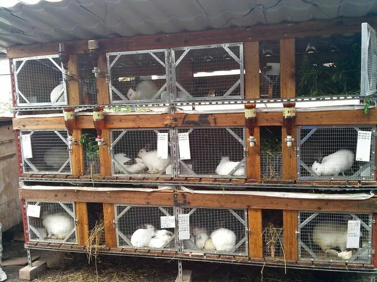 Как должна выглядеть клетка кролика Клетка для кроликов своими руками Bunny hutch, Outdoor rabbit hutch, Rabbit hutc