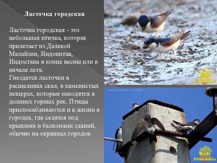 Где обитают ласточки. Городская ласточка. где живут ласточки. городская ласточка птицы. сообщение про ласточку городскую.