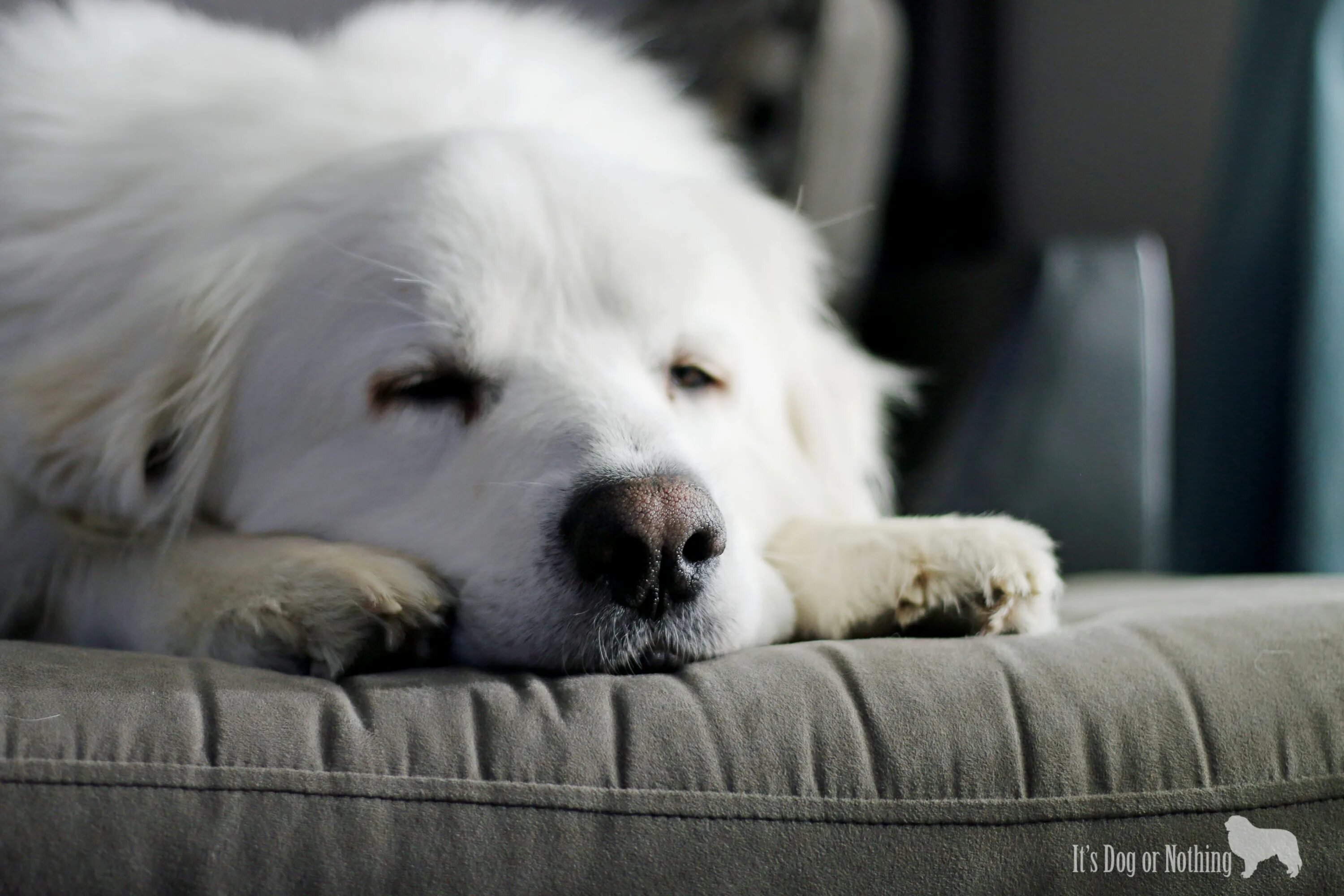 Nothing dog. Nothing dog