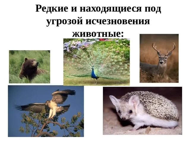 Какие животные находятся под угрозой. Животные под угрозой исчезновения. животные и растения которые находятся на грани вымирания. животные находящиеся под угрозой исчезновения. какие животные находятся под угрозой исчезновения.