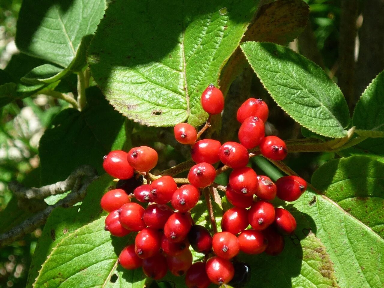 костяника ягода. красные ягоды в лесу. лесная ягода костяника. красные ягоды в лесу на кустах. черника земляника лесная.