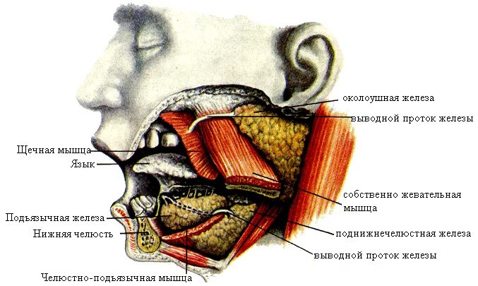 Проток околоушной железы анатомия. Околоушная железа анатомия строение. Стенонов проток железы. Околоушная слюнная железа. Околоушная железа является