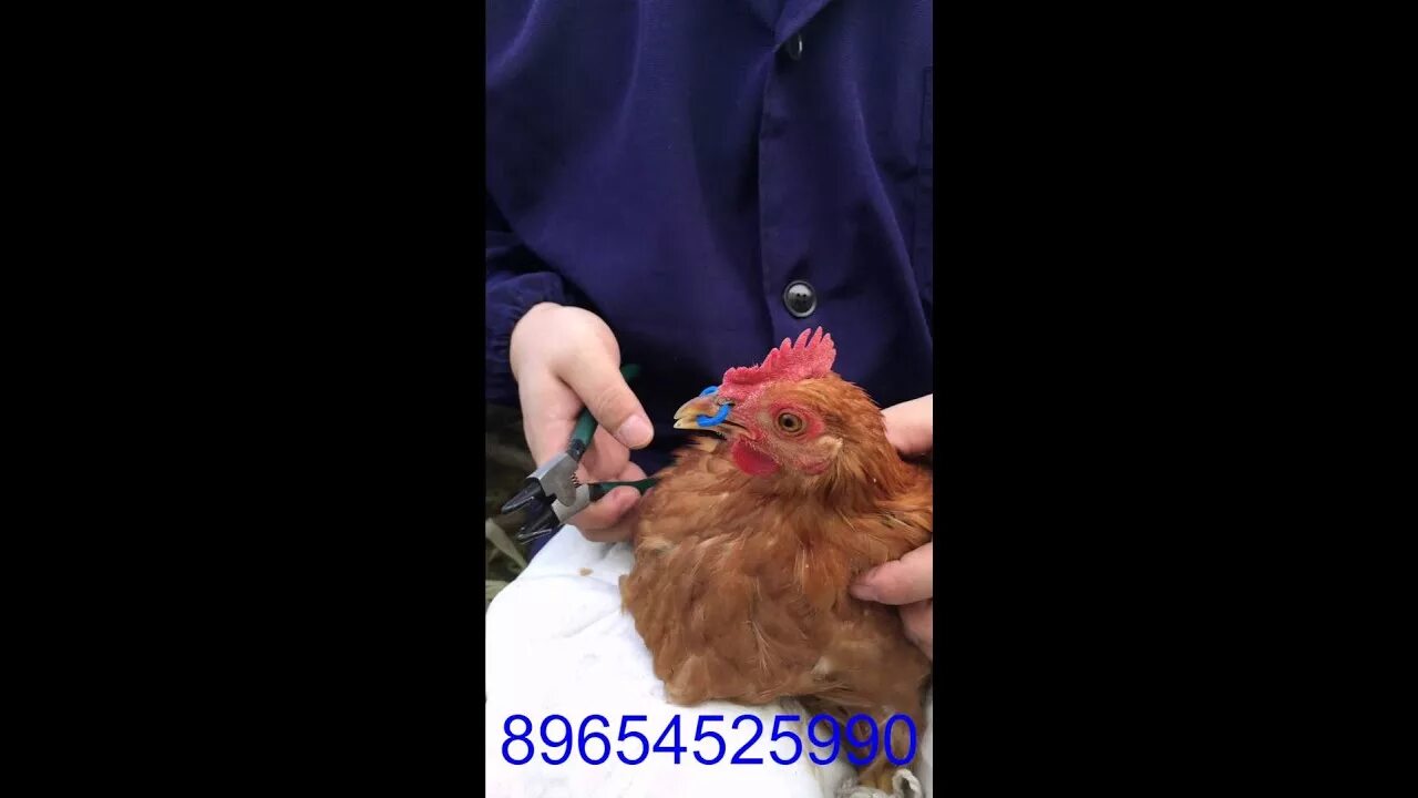 Как подстричь курицу