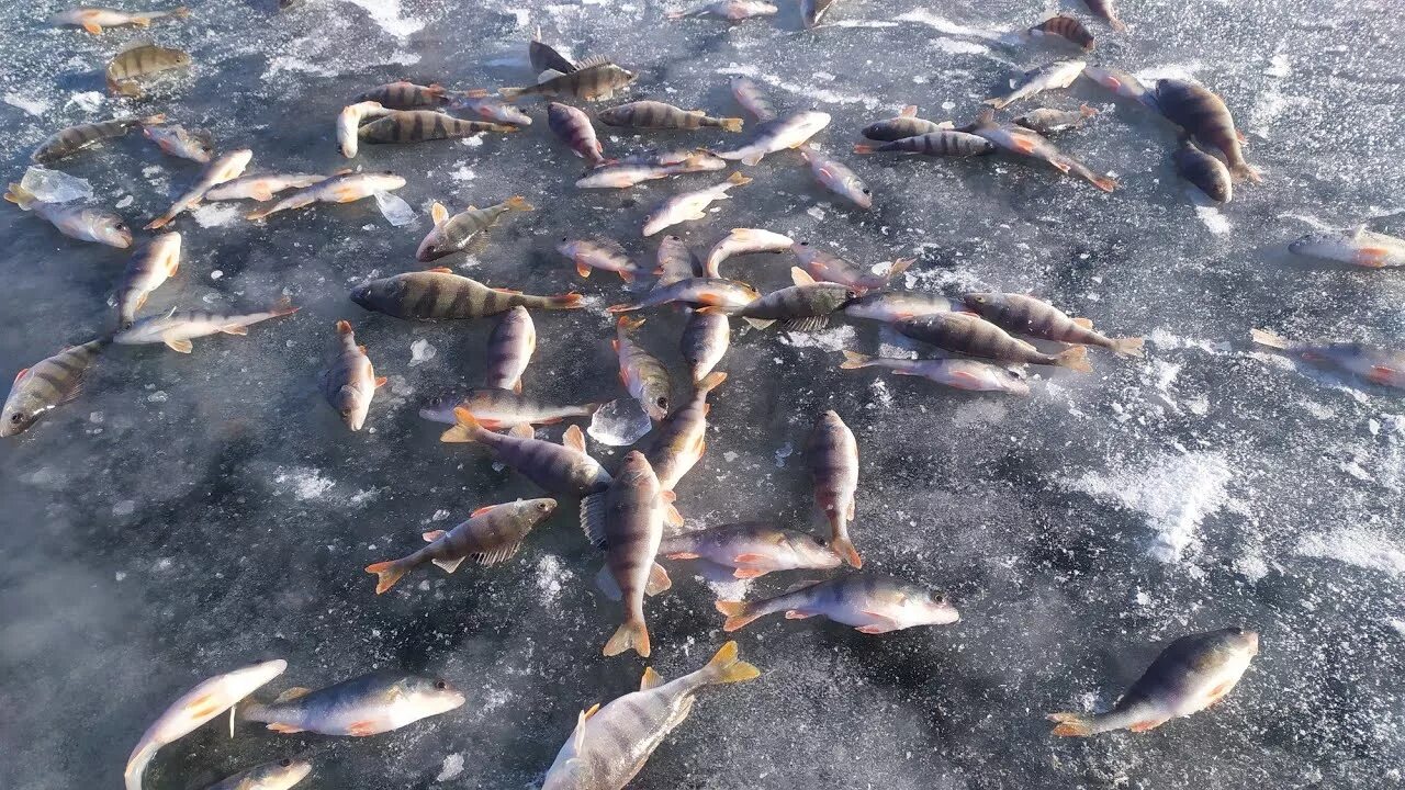 Бешеный клев. Оскольское водохранилище Пески Радьковские. Старооскольское водохранилище коряжник. Рыбалка на песчаной.