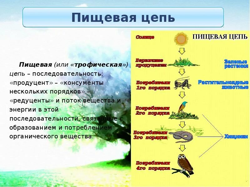 Пищевая цепочка это. Экологическая цепь питания продуценты консументы. Цепь питания из 4 звеньев редуценты продуценты консументы. Схема пищевой цепи консументы редуценты. Пищевая цепь продуценты консументы редуценты примеры.