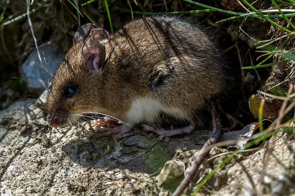 Мыши живущие в лесу. Apodemus uralensis. Apodemus sylvaticus. Малая Лесная мышь. Мышка в лесу.