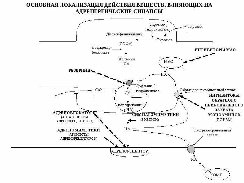 Механизм альфа адреномиметиков. Адренергический синапс механизм действия. Механизм действия бета 2 адреномиметиков. Механизм действия адреномиметиков схема. Адреномиметики схема.