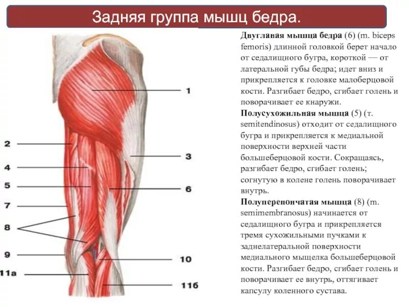 Функции групп мышц бедра. Мышцы бедра передняя группа функции. сухожилие двуглавой мышцы бедра. полусухожильная мышца анатомия. задняя группа мышц бедра анатомия.