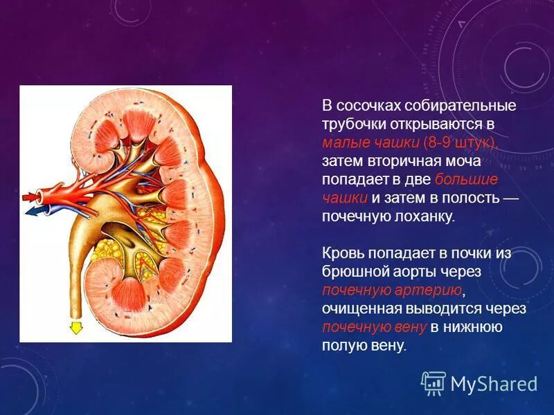 Лоханка почки. Большие и малые чашечки почки. Выделительная система почечная лоханка. Что попадает в почечную лоханку. Функция коркового слоя почки 8 класс.