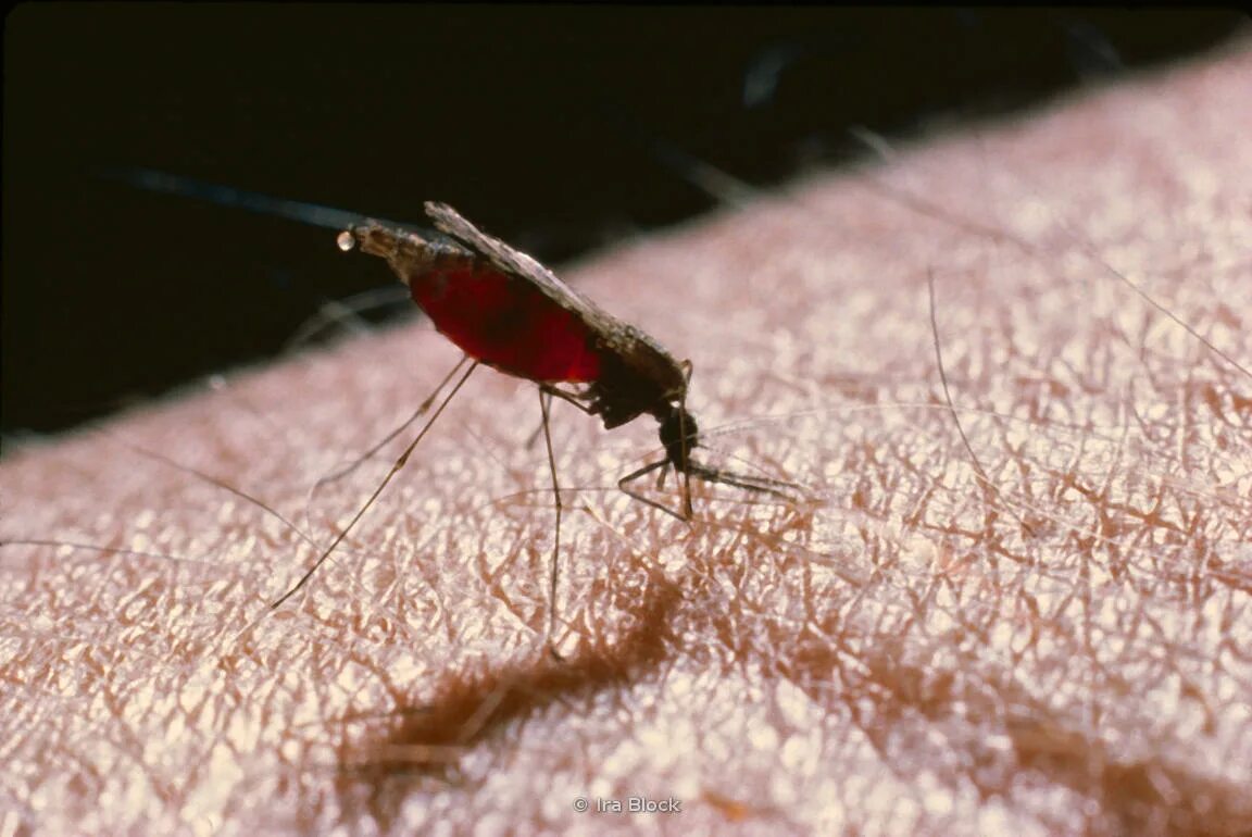Малярией можно заразиться. Комар анофелес фото.