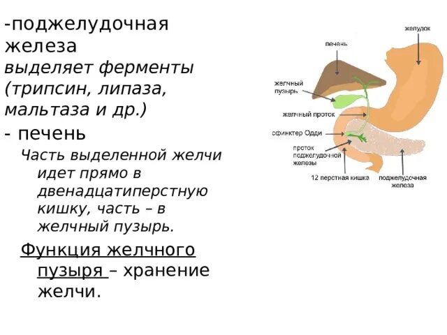 Что выделяет поджелудочная железа. Поджелудочная железа выделяет ферменты. Ферменты двенадцатиперстной кишки и поджелудочной железы. В поджелудочной железе выделяют.