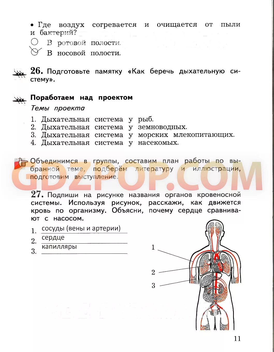 Гдз система органов. Тест окружающий мир 4 класс Виноградова. Органы человека 4 класс окружающий мир Виноградова. Проверочная работа по окружающему миру органы пищеварения.