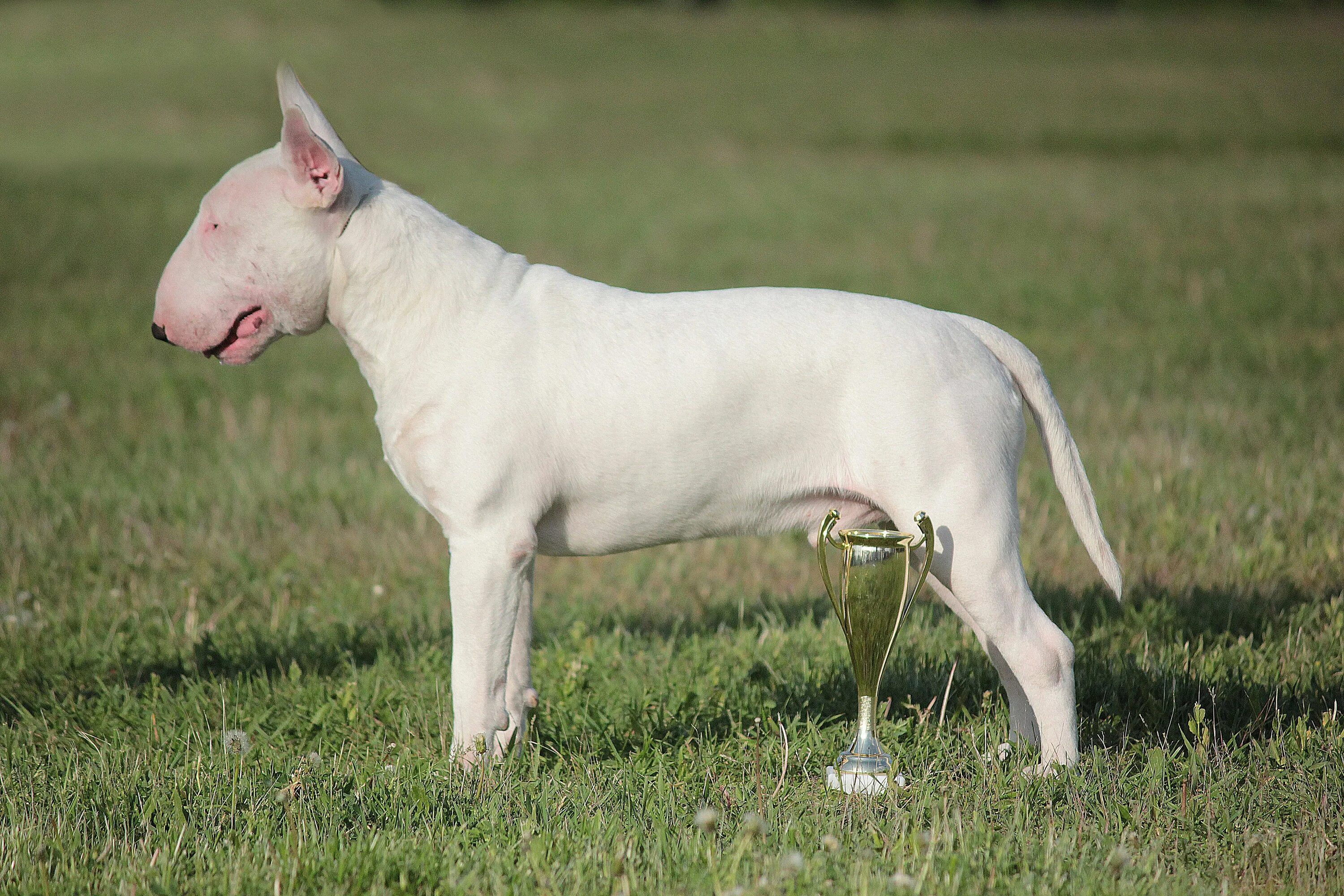 Бультерьер стандарт. Бультерьер собака карликовый. Карликовый бультерьер тигровый. Стандартный бультерьер. Бультерьер стандарт щенки.