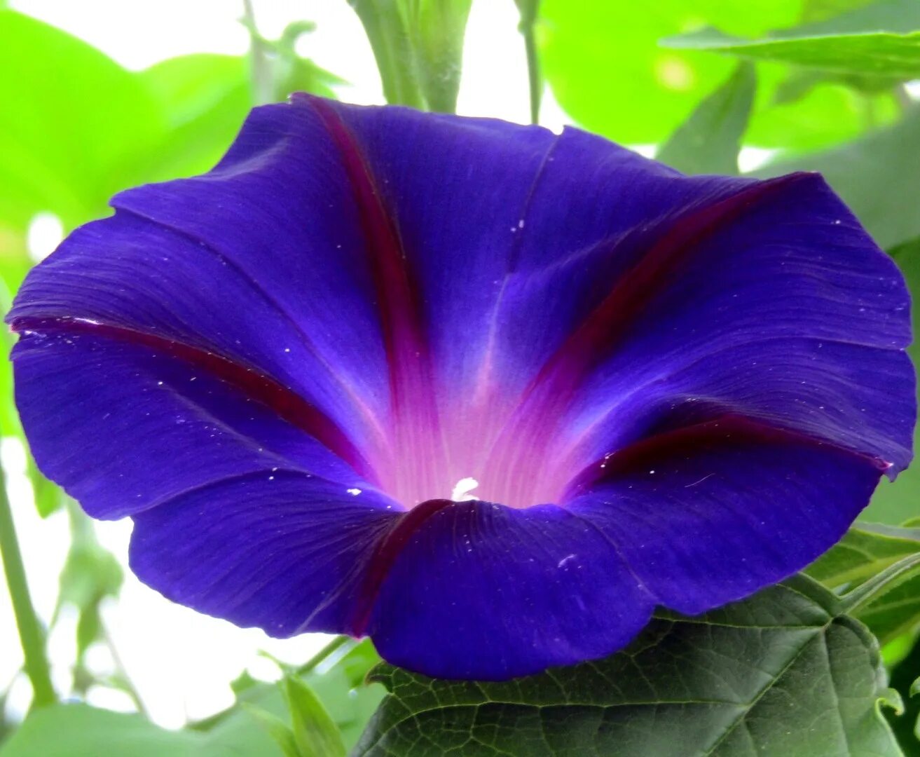 Как выглядит цветок ипомея трехцветный. Ипомея пурпурная. Цветы ипомея ультрафиолет.