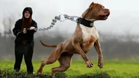 Dogs 10