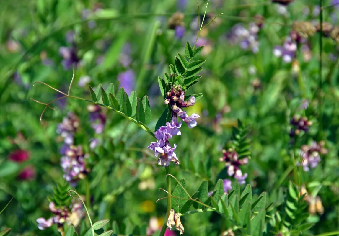 Горошек Vicia. Горошек заборный. 19. Горошек заборный Vicia sepium. Горошек заборный Плантариум. Дикий горох