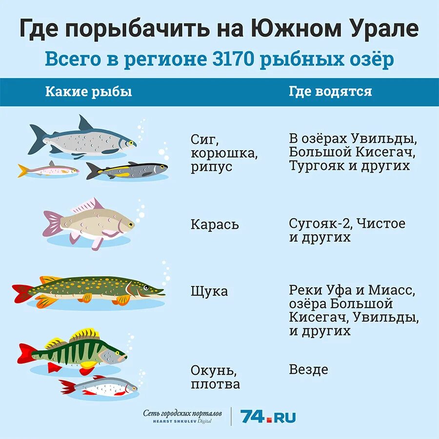 Разновидность рыб в Волге. Рыбы Южного Урала. Рыбы Челябинской области. Рыбы обитающие в Челябинской области.