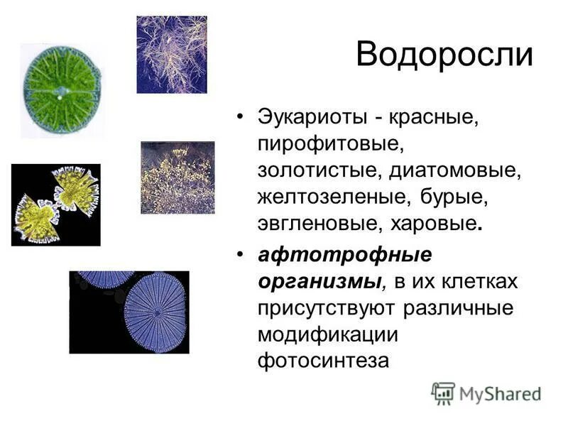 водоросли автотрофы
