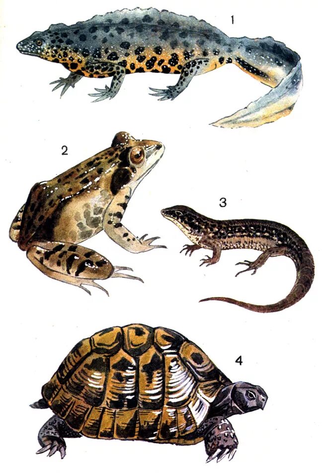 Идиоадаптация у земноводных. Ароморфозы лягушки. Идиоадаптация земноводных примеры. Идиоадаптация. Идиоадаптация у земноводных.