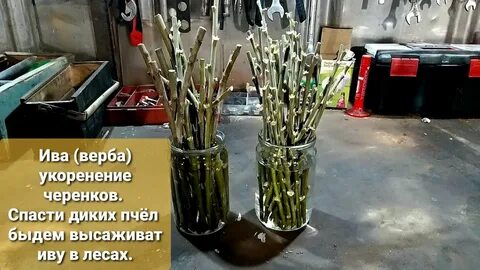 Укоренение ивы черенками