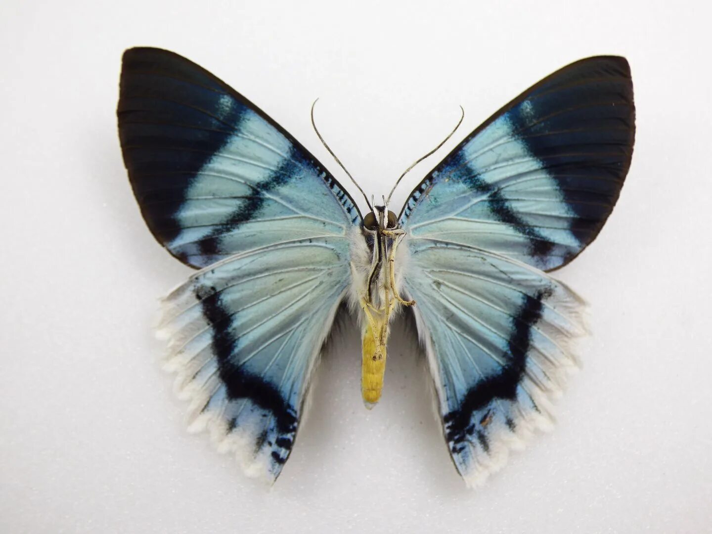 Бабочка аврора фото Anthocharis cardamines -Mariposa Aurora o mariposa del musgo Butterfly wings, Bu