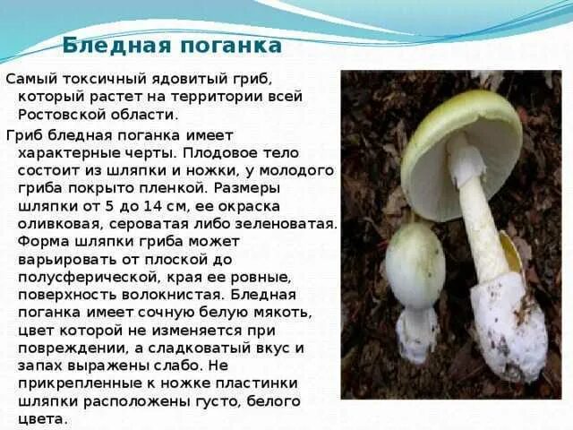 Поганка значение. Бледная поганка 2 класс окружающий мир. бледная поганка гриб сообщение 3 класс. отравление бледной поганкой.