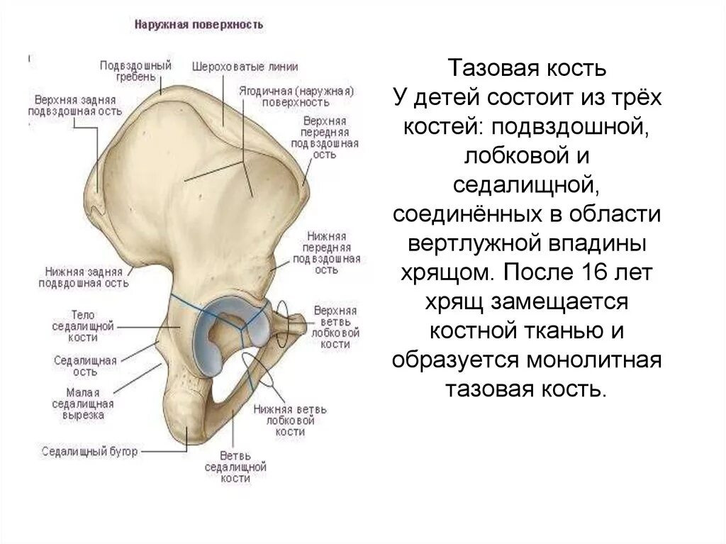 Где подвздошная кость у человека фото. Лонная кость строение анатомия. седалищная кость анатомия строение. кости таза лонная кость анатомия. строение костей таза лонная кость.