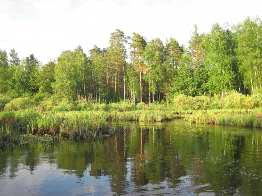 Мещера клепики. Парк мещера. парк мещера во владимирской. заповедник мещера владимирская область. мещера окский заповедник.