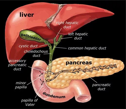 Ductus cysticus. Ductus hepaticus. ductus cysticus анатомия. ampulla hepatopancreatica анатомия. ductus hepaticus communis.