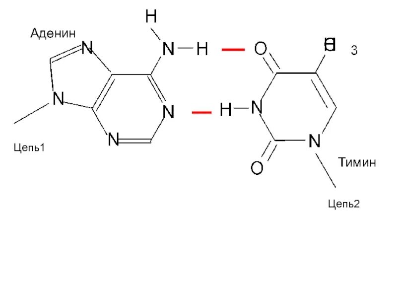 Замена аденина на тимин изменение плоидности клетки. Аденин Тимин. Аденин гуанин цитозин Тимин. Аденин строение. Аденин Тимин цепочка.