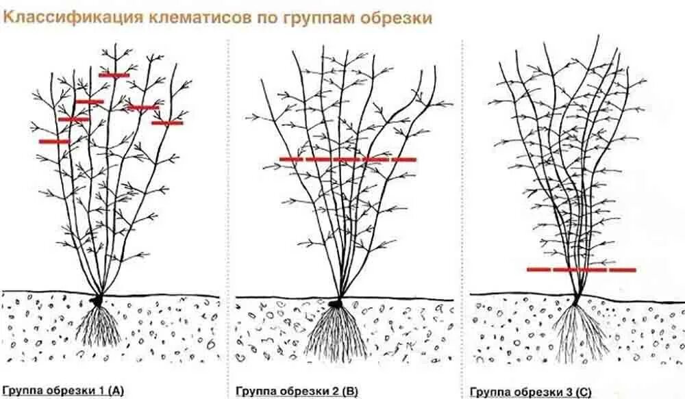 Клематис в марте как сохранить до посадки. Клематис группа обрезки. Клематис корневая. Клематис схема посадки. Клематис схема обрезки.