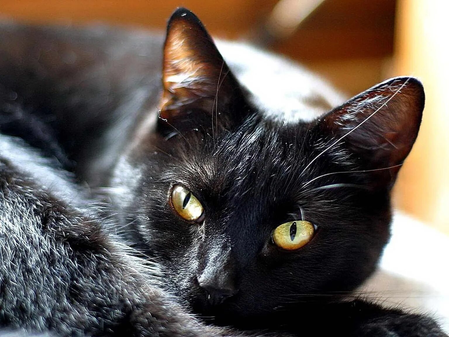 Кошка кошачий. Кошка. Чёрный котик. Кошки фото. Черная кошка с карими глазами.