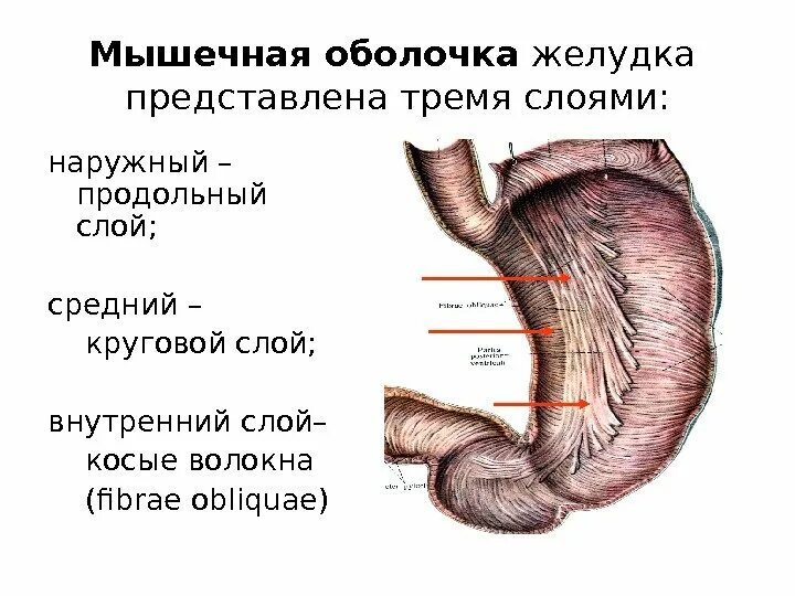 Строение стенки желудка анатомия. Строение мышечной оболочки желудка. Строение мышечного слоя желудка. Мышечный слой стенки желудка. Области жкт