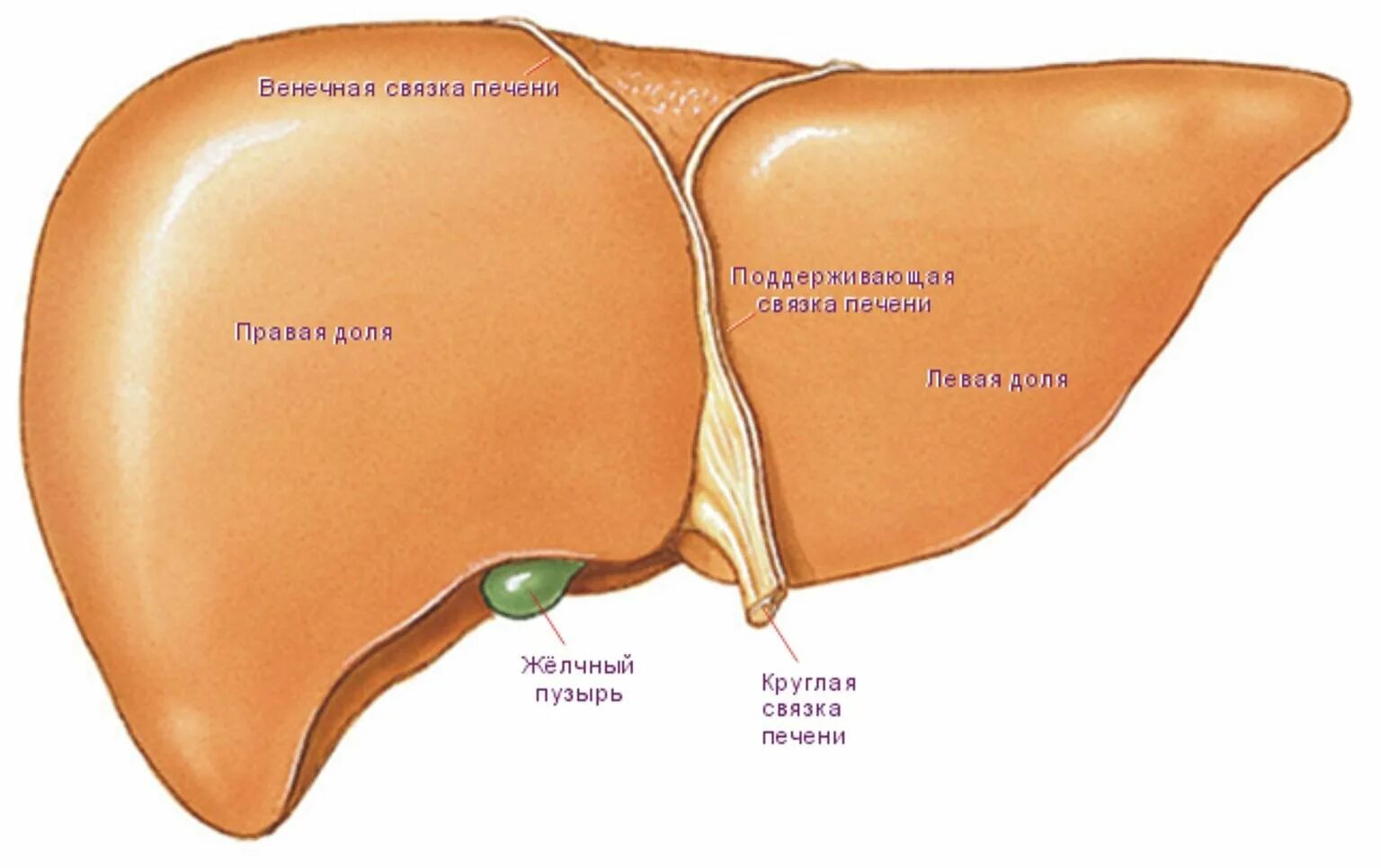 В какой части печень. Доли печени. Строение печени анатомия.