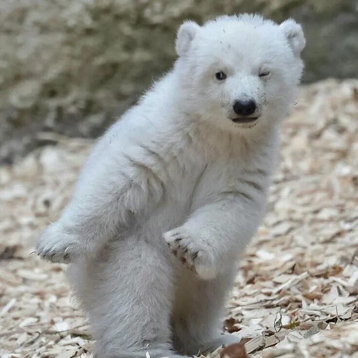 Как выглядят белые медвежата Polar Bear On The Hunt And Eating A Seal Alive...! Documentary YouTube