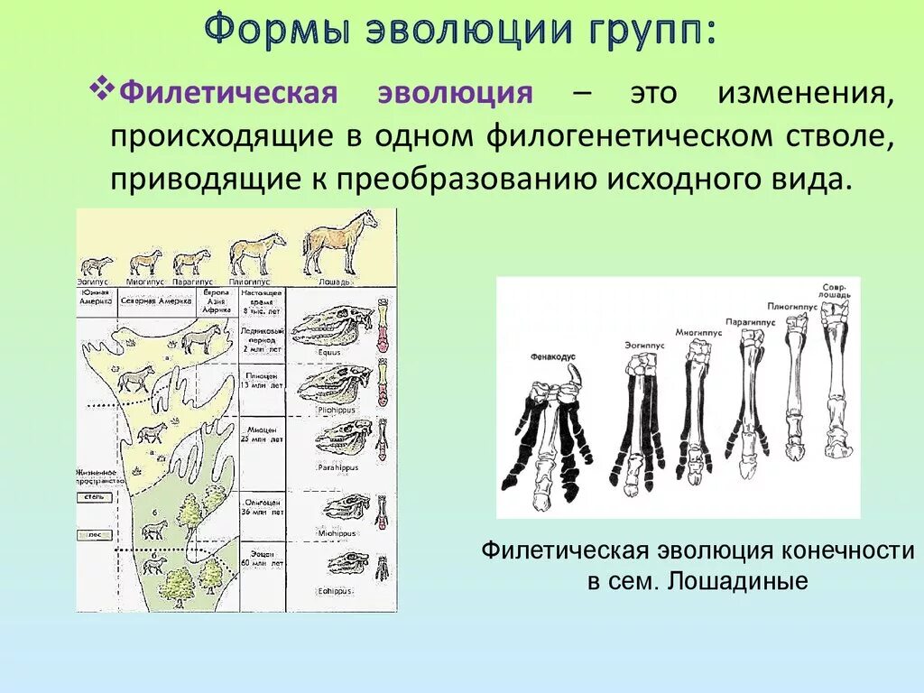 Крупные изменения в эволюции. Формы эволюции групп Филетическая дивергентная. Формы направления эволюции Филетическая Эволюция. Схема форм эволюции. Эволюционная форма – это.