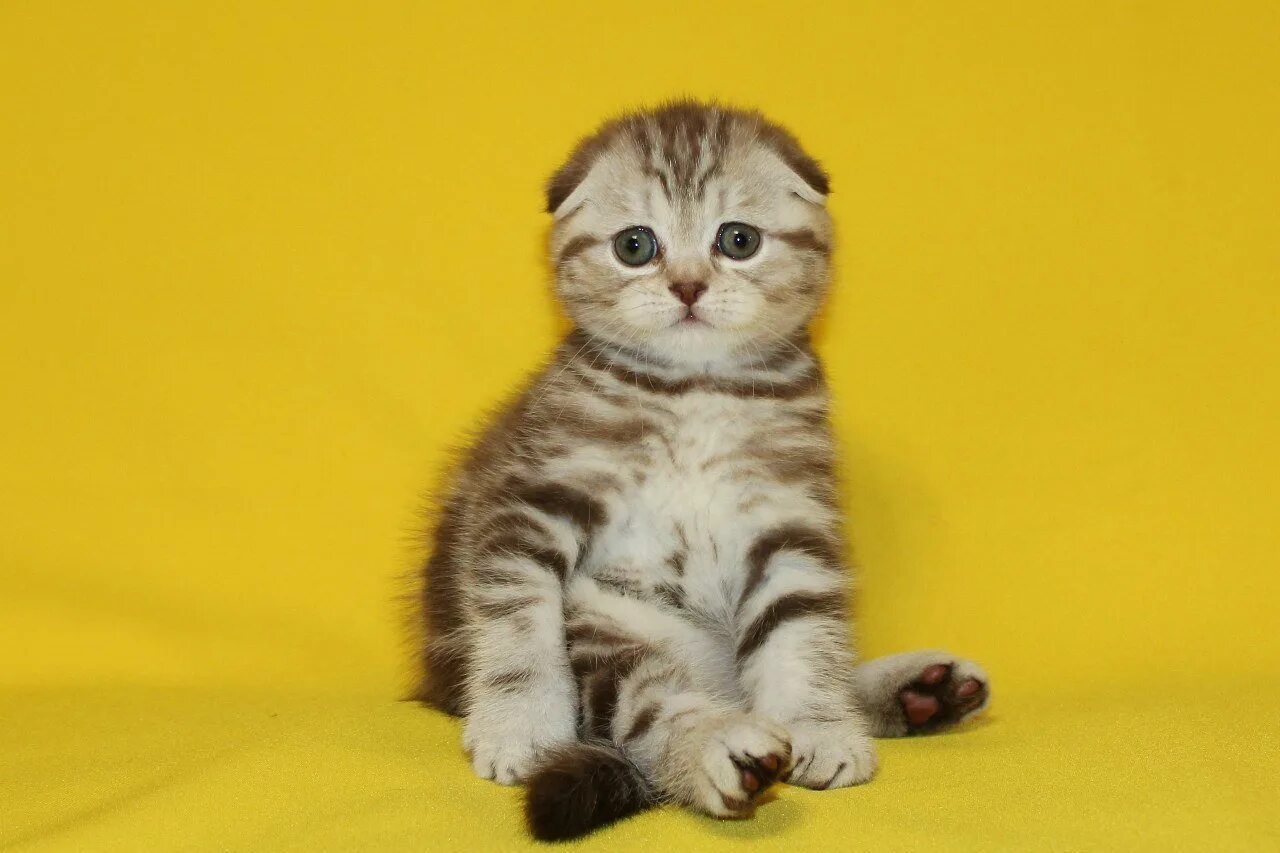 Шотландская вислоухая кошка мраморная. Мраморный табби шотландцы вислоухие. Вислоухий мрамор. Шотландская вислоухая кошка табби. Шотландская вислоухая табби браун.