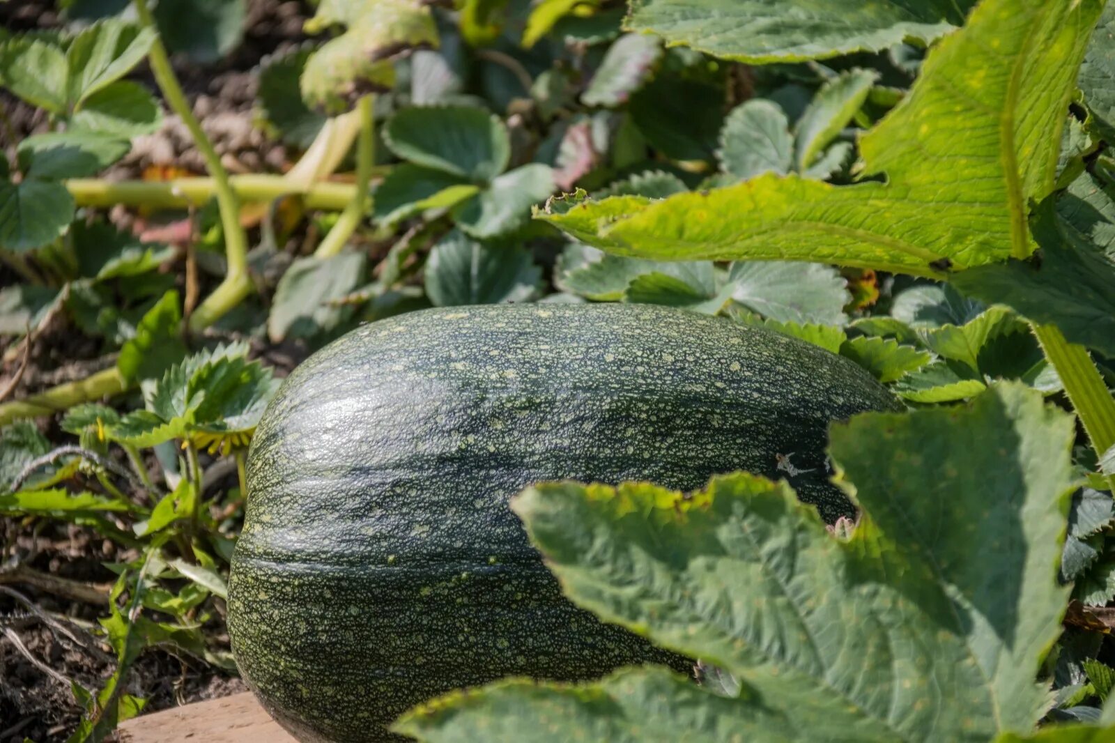 Кустовая тыква фото зеленая Japanese Pumpkin Kabocha 5 SEEDS Rare variety Real chestnut taste pumpkin eBay