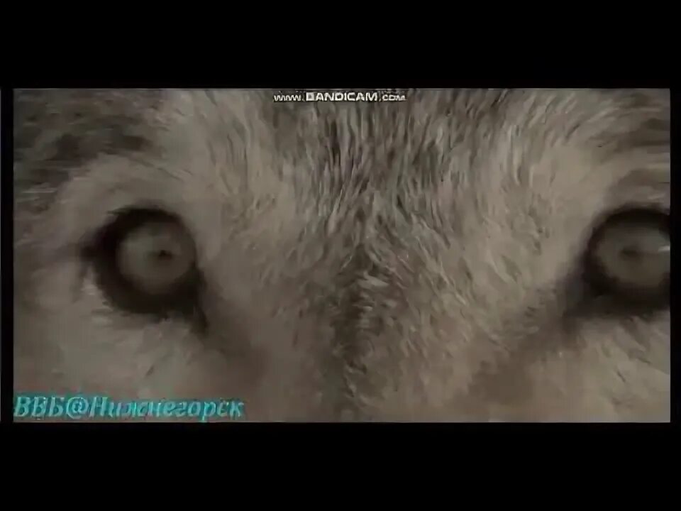 Сидоренко волк песня. Козьмин волк. Волки песня. Сидоренко волк песня. Сидоренко волк песня.