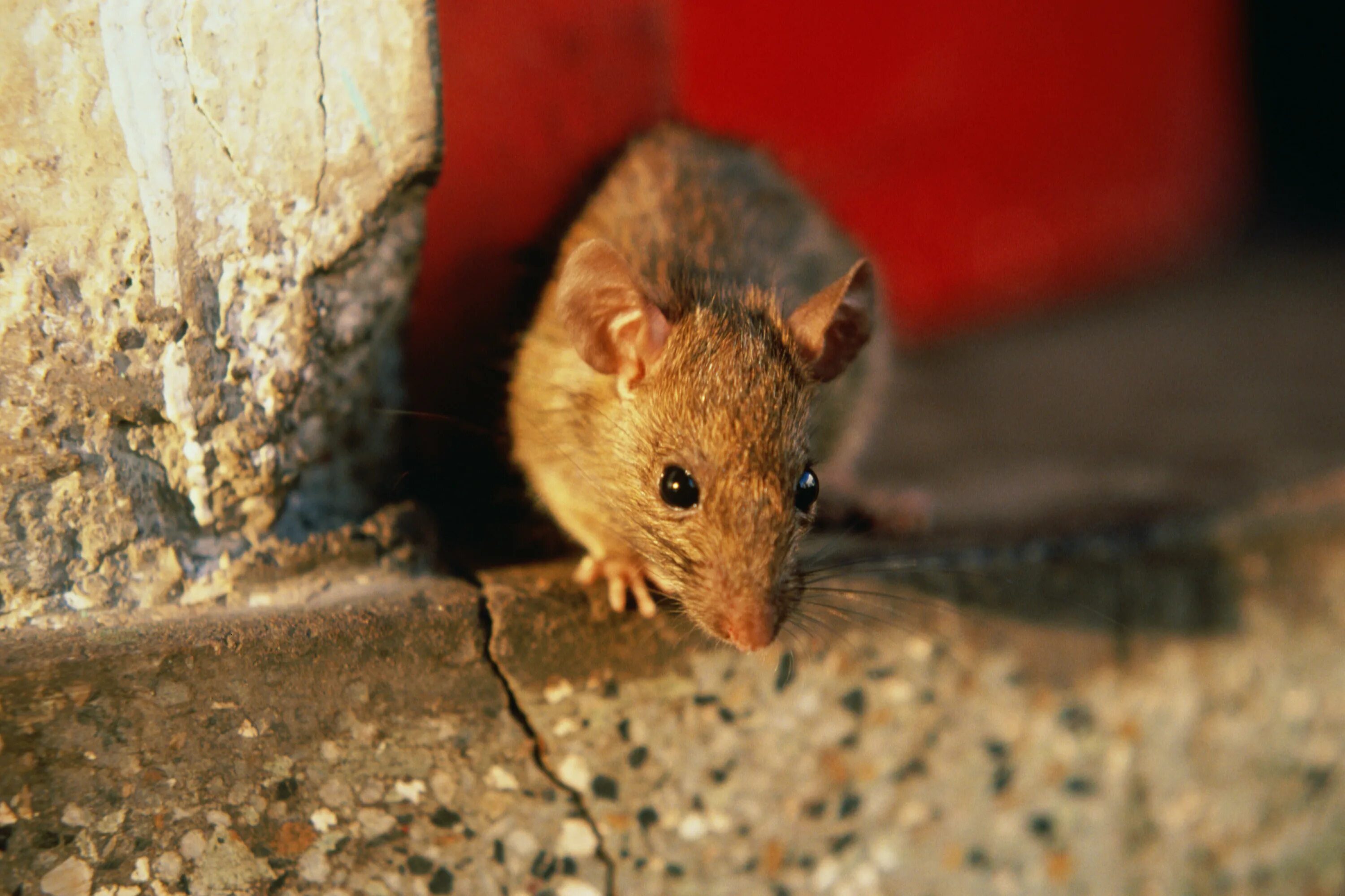 Мыши погрызли. Мыши в доме. Мышь Подвальная. Мышь в квартире. Домик для мышей.