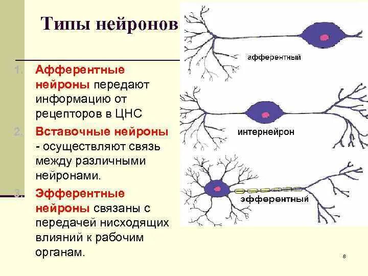 Нервные связи функции. Афферентные эфферентные и вставочные Нейроны. Строение афферентного нейрона. Нервная ткань вставочный Нейрон. Классификация нейронов афферентные.