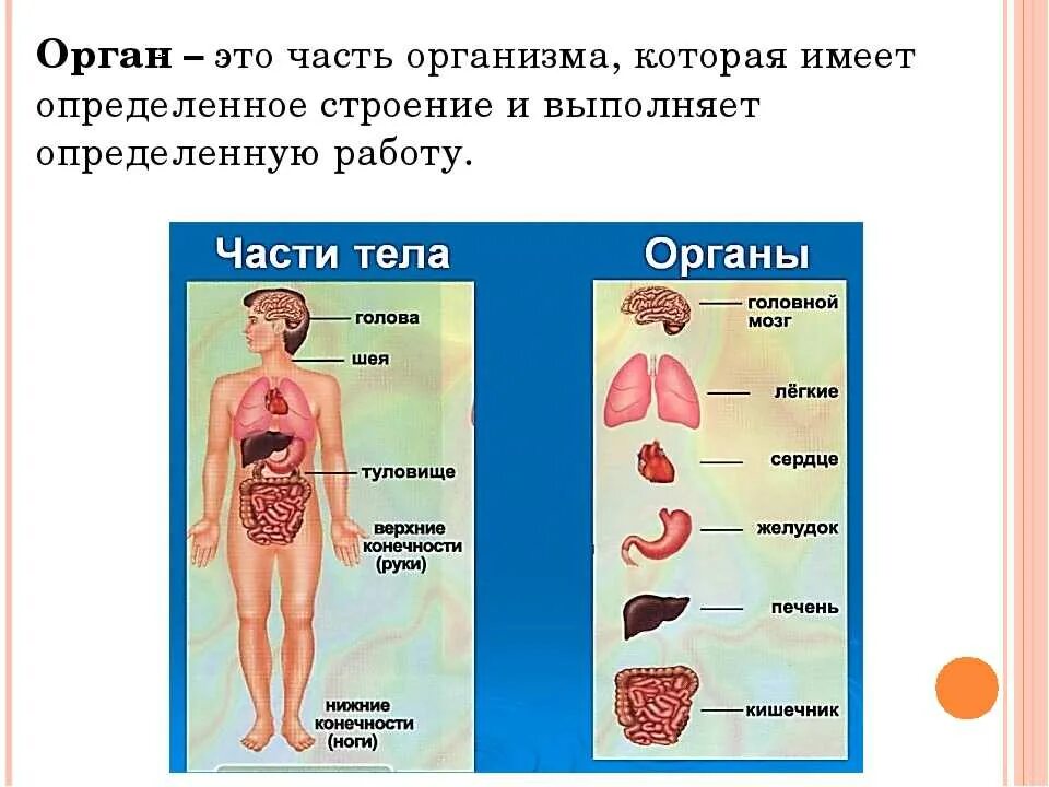 Органы человека и страны. Организм человека схема внутреннее строение 2класс. Органы человека окружающий мир. Окружающий мир тело человека. Макет внутреннего строения человека.