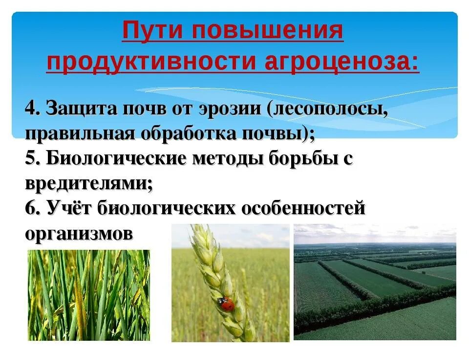 Продуктивность агроценоза. Обработка почвы агроценоза. Пути повышения агроценоза. Методы повышения плодородия почвы.