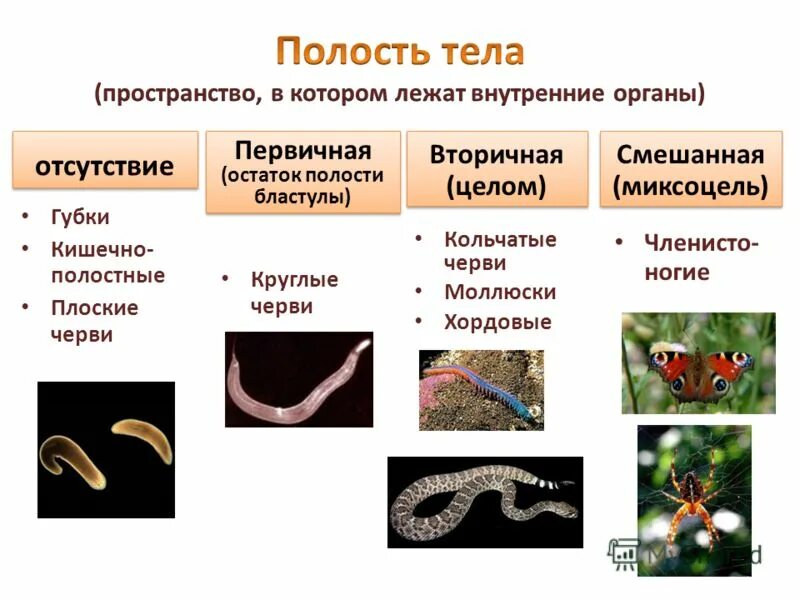 Наличие полости тела плоских червей