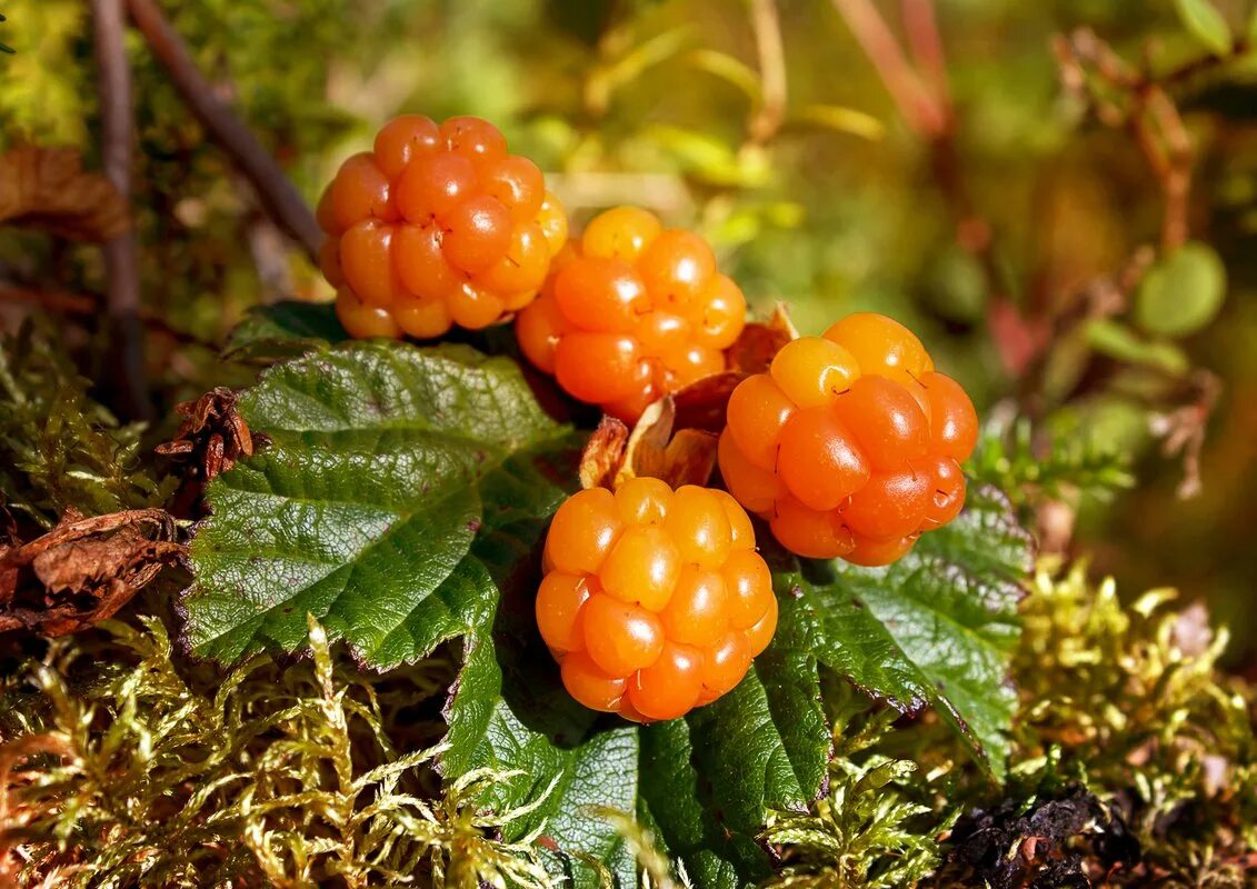 Морошка Арктическая. Царская ягода Морошка. Морошка (Rubus chamaemorus). Морошка в Карелии.