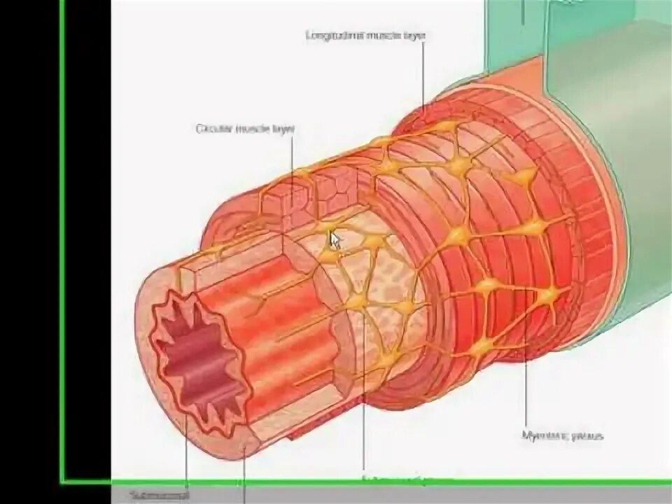 Трубчатый орган 5. Строение стенки трубчатого органа. Оболочки трубчатых органов. Трубкообразные органы.