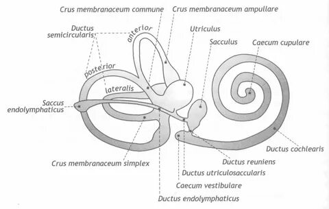 Crus simplex